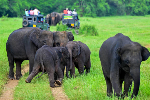 ނޮވެމްބަރު 6، 2024 - ލަންކާގެ މިނެރިއާ ނޭޝަނަލް ޕާކުގައި ފަތުރުވެރިންތަކެއް ޖިޕްތަކުގައި ދަތުރުކުރަމުން ދާއިރު އެތްތަކެއް އެ ސަރަހައްދު ގައި އުޅެމުންދަނީ