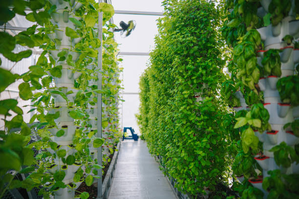 ހައިޑްރޮޕޯނިކް ވާރޓިކަލް ފާމެއް