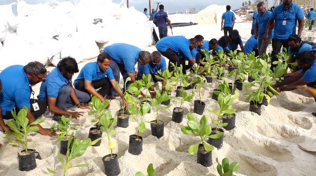 ސްޓެލްކޯއިން ކުޑަގިރީގައި ގަސް އިންދަނީ