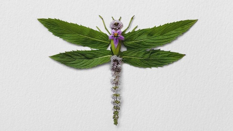 މަލުން ލުހެލި ފިޔަތަކުން ތައްޔާރު ކުރާ ސޫފިތައް