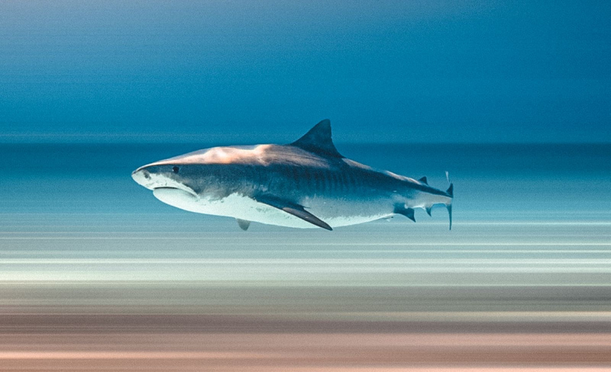 މިޔަރުގެ ވިޔަފާރިއަށް ލައިސަންސް ދޭން ސަރުކާރުން މި ނިންމީ އެންމެ ކުޑަމިނުން ގާނޫނުގައި ބުނާ ކަންކަން ވެސް ފުރިހަމަ ކުރުމެއް ނެތި