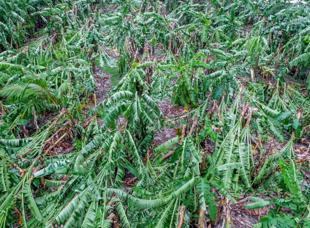 ކާށިދޫ ފަތްކެޔޮ ދަނޑުތައް ހަލާކުވެފައި