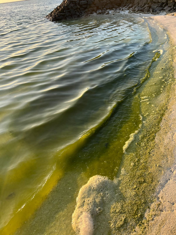 މޫދުގައި ފެހި ގިނަވެފައި،