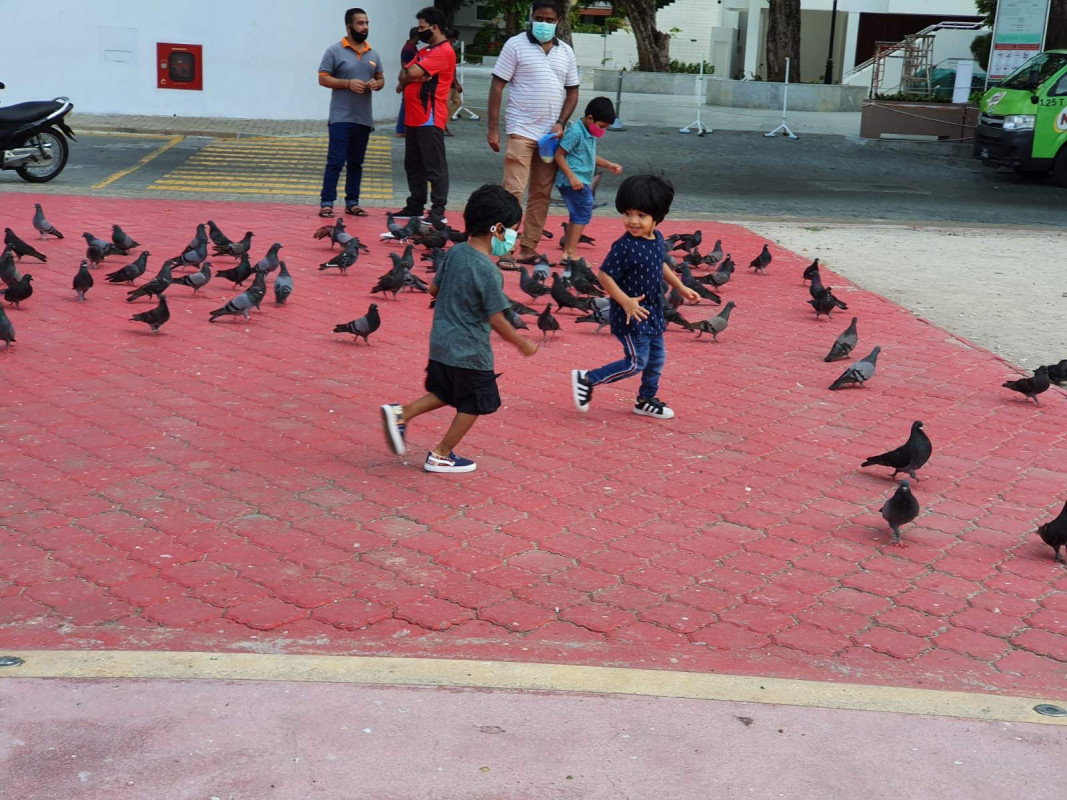 ކުޑަ ދެ ކުއްޖަކު ކޮތަރު ފަހަތުން ދުވަނީ - މާލެ ސަރަހައްދުގެ ފުރަބަންދަށް ދިން ލުއިތަކާއި އެކު ކުޑަކުދިން ވަކި ގަޑިތަކެއްގައި ބެލެނެވެރިންނާއި އެކު ބޭރަށް ނުކުތުމަށް ވަނީ ހުއްދަ ދެވިފައި - ފޮޓޯ: ރާއްޖެއެމްވީ