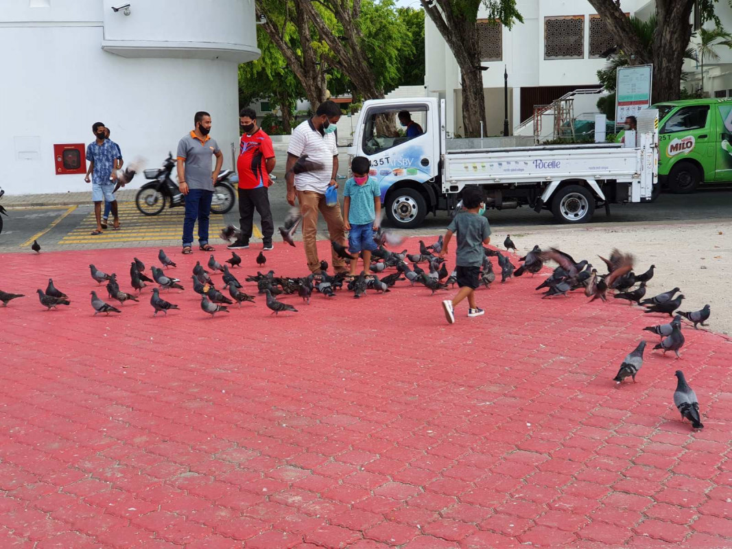 މިއީ މާލެ ލޮކްޑައުން ނުކުރާއިރު ގިނަ އަދަދެއްގެ ބިދޭސީންނާއި ކުޑަކުދިން ހިތް އުފާ ކުރަމުން އަންނަ މައިޒާނެއް - ފޮޓޯ: ރާއްޖެއެމްވީ