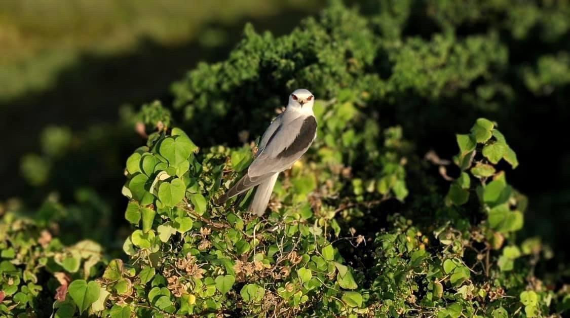 ފިޔަކަޅު ބާޒު - މޫސުމީ ދަތުރުގައި ކޮންމެ އަހަރެއްގައިވެސް ރާއްޖޭގައި އާންމުކޮށް މަޑުޖައްސާލާ ދޫނިތައް އުޅޭ