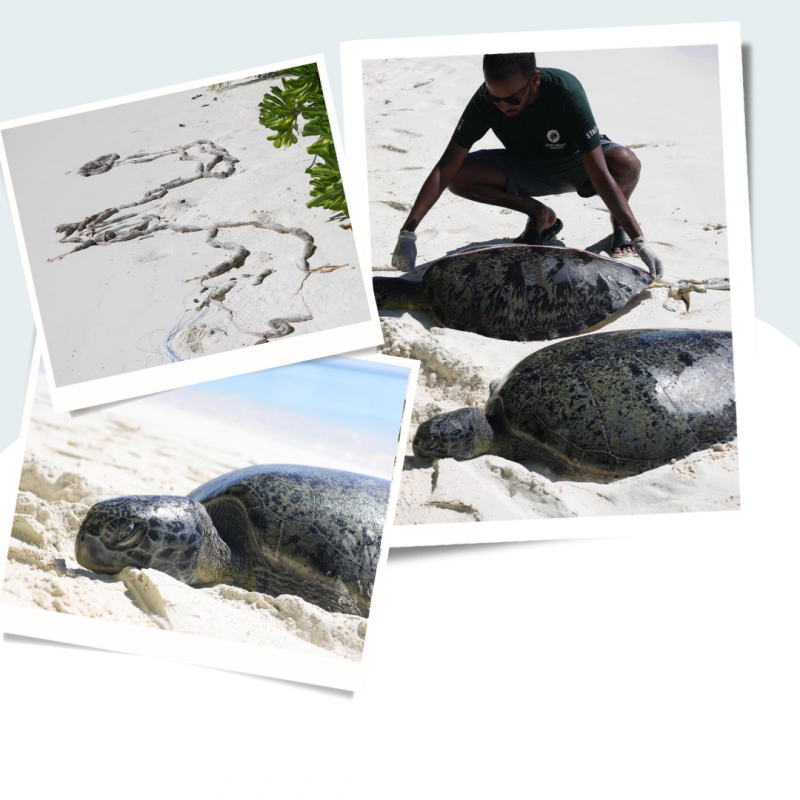 ގަމު އަތިރިމަތީގައި މަރާލާފައިވާ ވެލާތައް