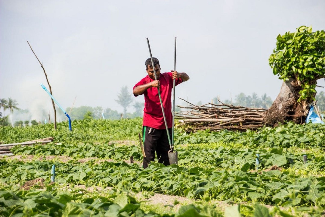 އއ. ރަސްދޫގައި ދަނޑުވެރިއެއް މަސައްކަތް ކުރަނީ