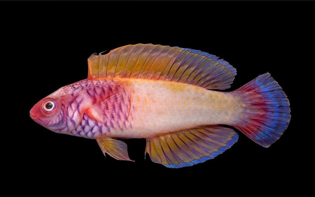 މި މަހަށް ސައިންޓިފިކް ނަން ދެވިފައިވަނީ ރާއްޖޭގެ ގައުމީ މަލަށް ނިސްބަތްކޮށް "ކިރިލެބްރަސް ފިނިފެންމާ"