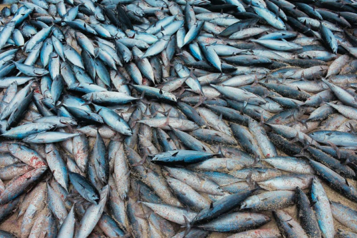 ހއ. ދިއްދޫ ފަޅުތެރެއަށް ރާގޮނޑި އައިނެއް ވަނުން - 9000 އަށް ވުރެ ގިނަ ރާގޮނޑި ހިފާފައިވާއިރު، ރަށުގެ ރައްޔިތުންނަށްވަނީ އެ މަސްތައް ބަހާފައި - ފޮޓޯ: މަލީހާ ރަޝީދު