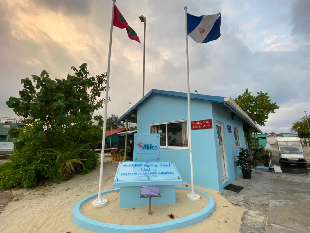 ޅ. ފެލިވަރު މަސް ކާރުޚާނާ- ފެލިވަރުގައި މަސައްކަތްކުރާ ގިނަ ބަޔަކު ވަނީ ކޮވިޑަށް ޕޮޒިޓިވްވެފައި