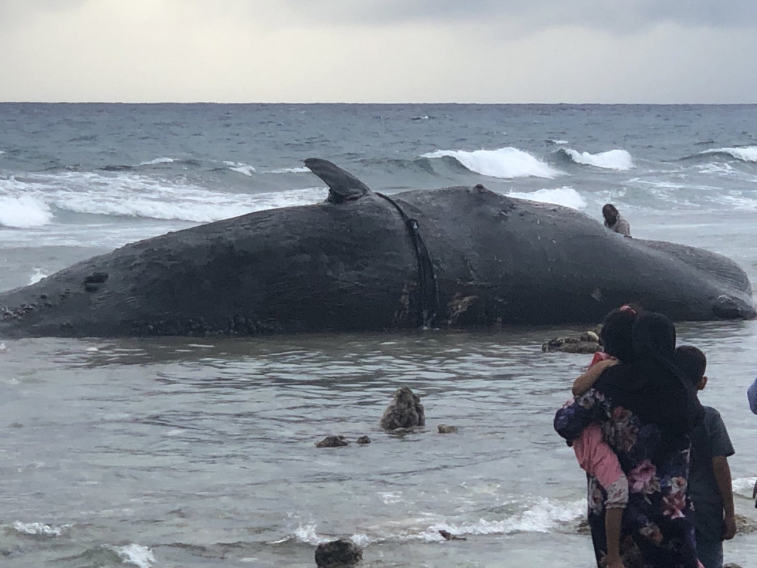 ހިތަދުއަށް ބޮޑު މަހެއް ލެއްގުން - ބޮޑުމަހަކީ އާންމުކޮށް ރާއްޖޭގެ މާހައުލުގައި އުޅޭ މަހެއް ނޫން. އެހެން  ނަމަވެސް ދޭތެރެދޭތެރެއިން ރާއްޖޭގެ ސަރަހައްދަށް ބޮޑުމަސް ވަންނަ ކަމަށް މަސްވެރިންބުނޭ.  މަރުވެފައިވާ މިފަދަ މަސްތައް އައްޑުއެކޭ އެއްފަދައިން ރާއްޖޭގެ އެހެން ރަށްރަށުންވެސް ދޭތެރެ ދޭތެރެއިން ފެނޭ - ފޮޓޯ: އައިޝަތު މުހައްމަދު