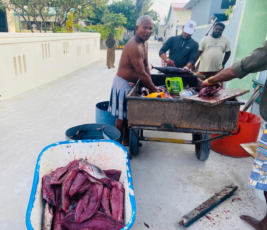 ބ. ތުޅާދޫގައި މަސްވެރިން މަސްކަނޑަނީ