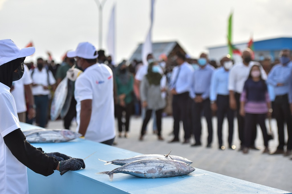 41 ވަނަ ޤައުމީ މަސްވެރިންގެ ދުވަސް ފާހަގަކުރުމަށް ކ. ގާފަރުގައި ދެ ޖިންސުގެ މީހުންނަށް އަމާޒުކޮށްގެން ބޭއްވި މަސްކެނޑުމުގެ މުބާރާތުގައި އަންހެނުން މަސްކަނޑަނީ - މަސްވެރިން ވަނީ، ސަރުކާރު ތެރެއިން މަސްވެރިކަމާ ގުޅޭ ކަންކަމުގައި ދިމާވާ ގޮންޖެހުންތައް ފާހަގަކުރައްވާފައި - ފޮޓޯ: ރައީސް އޮފީސް