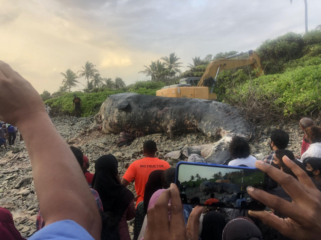 ހިތަދުއަށް ބޮޑު މަހެއް ލެއްގުން - މިއީ 40 ފޫޓު ބޮޑުމިނުގެ މަހެއް. މަސް އޮތީ މަރުވެ ވަރަށް ބޮޑަށް ކުނިވެފައި. މަސް ލެއްގުމާއެކު ގިނަ ބަޔަކުވަނީ އެސަރަޙައްދަށް ޖަމާވެ މަންޒަރު ބަލާފަ. އަދިމި ބޮޑުމަހުގެ ފޮޓޯއާއި ވީޑިއޯ ސޯޝަލްމީޑިއާގައި ގިނަޢަދަދަކަށް ދައުރުވަމުންދޭ - ފޮޓޯ: އައިޝަތު މުހައްމަދު