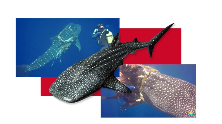 ބަނދެފައި އޮއްވައި ފެނުނު ފެހުރިހި