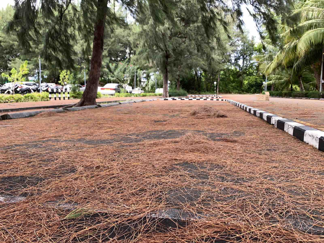 ހުޅުމާލެ ފެރީ ޓާމިނަލް ޕާކް ސަރަހައްދު - ފިތިރޯނު ގަސްތަކުގެ ފަތްތައް ވެރި، ސަރަހައްދުގެ މަގުތަކުގެ ކުލަ ވަނީ ބަދަލުކޮށްލާފަ -- ފޮޓޯ: ރާއްޖެ.އެމްވީ