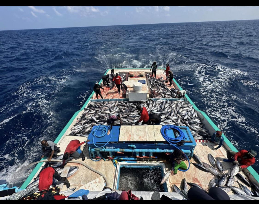 އައު ރެކޯޑު ހެދި ޓީއެސް ލައިން