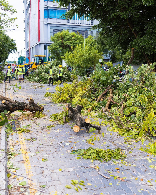 އަމީނީ މަގު ތަރައްގީ ކުރުމުގެ މަޝްރޫއުގެ ދަށުން ފަހު ސެގްމަންޓުގައި ހުރި ގަސްތައް ކަނޑާލާފައި