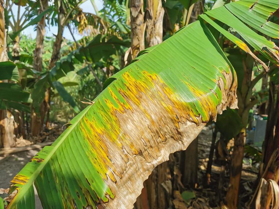 ވައިކަރަދޫގެ ފަތްކެޔޮ ދަނޑެއް