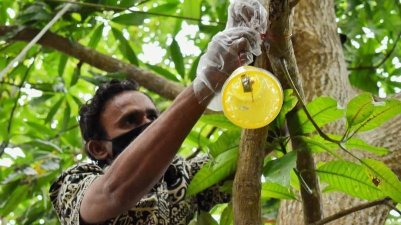 ފުރުޓް ފުލައި މައްސަލަ ހައްލުކުރުމުގެ މަސައްކަތް ކުރިއަށްދަނީ