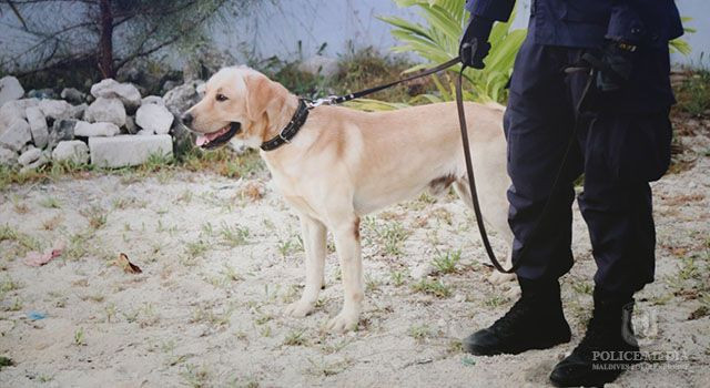 މަސްތުވާތަކެތީގެ މައްސަލަތައް