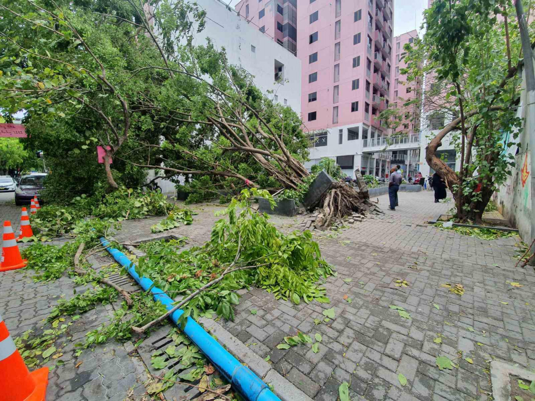 މާލޭގައި ހުރި ބޮޑެތި ގަސްތަކެއް ވެއްޓުން