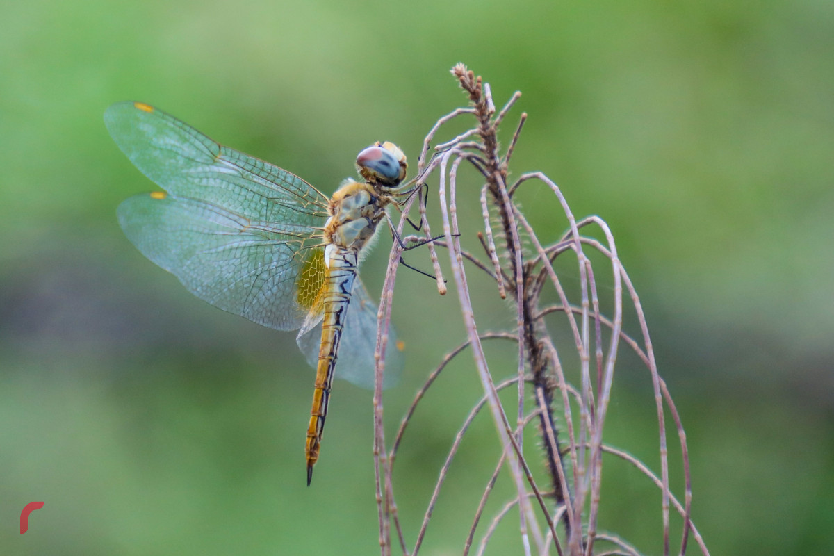 ދޮންދޫންޏެއް ގޮފިކޮޅެއްގައި އިށީންދެލައިގެން