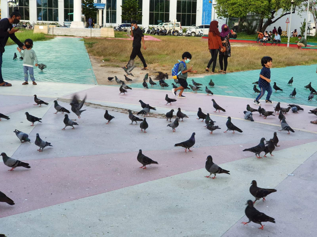 ޖުމްހޫރީ މައިދާން - ކޮތަރުތަކުގެ ފަހަތުން ދުވުމާއި ކޮތަރުތަކަށް ކާންދިނުން މިއީ ކުޑަކުދިން ވަރަށް ގަޔާވެގެން ކުރާ ކަމެއް - ފޮޓޯ: ރާއްޖެއެމްވީ