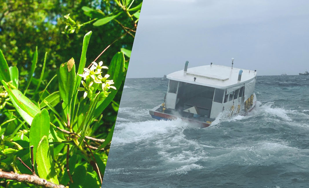 ތޫފާން ބުރެވިއަށް ނަން ދެވިފައިވަނީ ބުރެވި ގަހަށް ނިސްބަތްކޮށް، މިއީ ދިވެހިން ހުށައެޅި ނަމެއް