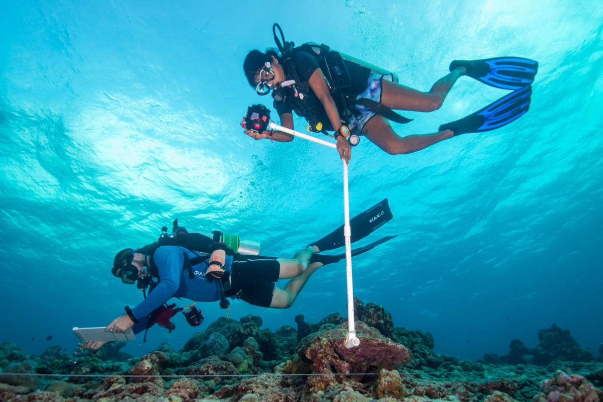 ބަޔަކު ޑައިވް ކުރަނީ