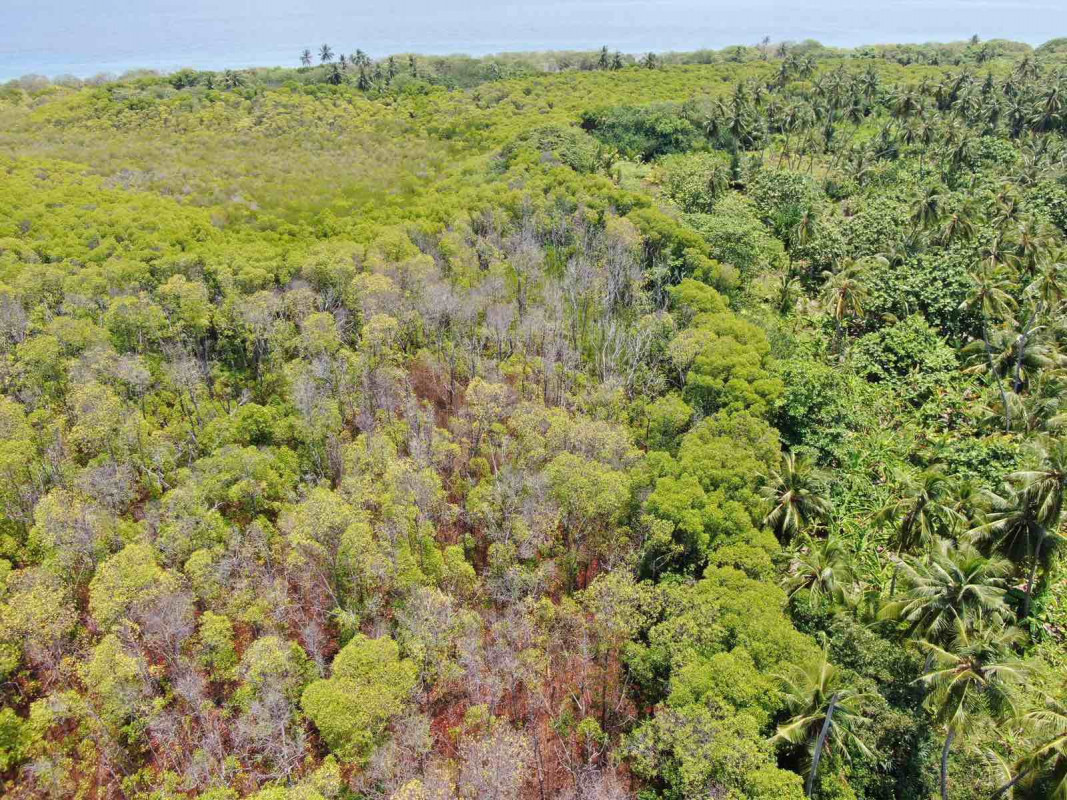 ހއ. ކެލާގެ ކަނޑޫފާ: ގަސްތައް މަރުވަމުން ދަނީ ބައެއް ސަރަހައްދުތަކުން