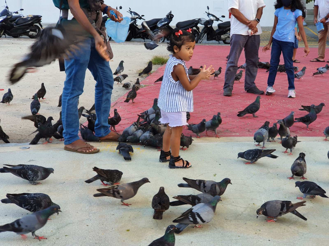 ޖުމްހޫރީ މައިދާނުގައި އުޅެމުންދާ ކޮތަރުތަކަށް ބަލަހައްޓައިގެން ކުޑަކުއްޖަކު - ކޮތަރުތަކަށް ކާންދީ އެ ސޮރުމެން އުފާކޮށްދިނުމަކީ ކުޑަކުދިން ވަރަށް ގަޔާވެގެން ކުރާ ކަމެއް - ފޮޓޯ: ރާއްޖެއެމްވީ