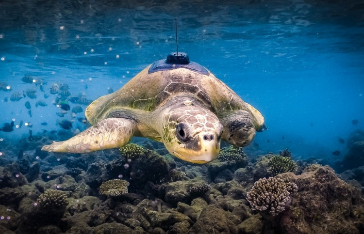 އަނިޔާތަކަކާއެކު ފެނުނު ވެލާގެ ނަމަކީ ޕެގީ