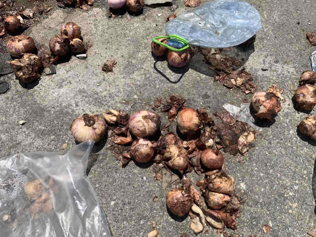 އިންޑަސްޓްރިއަލް ވިލެޖް ސަރަހައްދުގެ މަގުމަތީގައި ކުނިވެފައިވާ ފިޔާތަކެއް - މި ފިޔާތައް ކުނިވެ ފުޅަވެސް ވަނީ އަޅާފައި - ފޮޓޯ: ރާއްޖެއެމްވީ