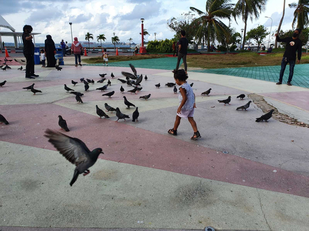 ކޮތަރުތަކުގެ ފަހަތުން ދުވުމާއި ކޮތަރުތަކަށް ކާންދިނުން މިއީ ކުޑަކުދިން ވަރަށް ގަޔާވެގެން ކުރާ ކަމެއް - ފޮޓޯ: ރާއްޖެއެމްވީ