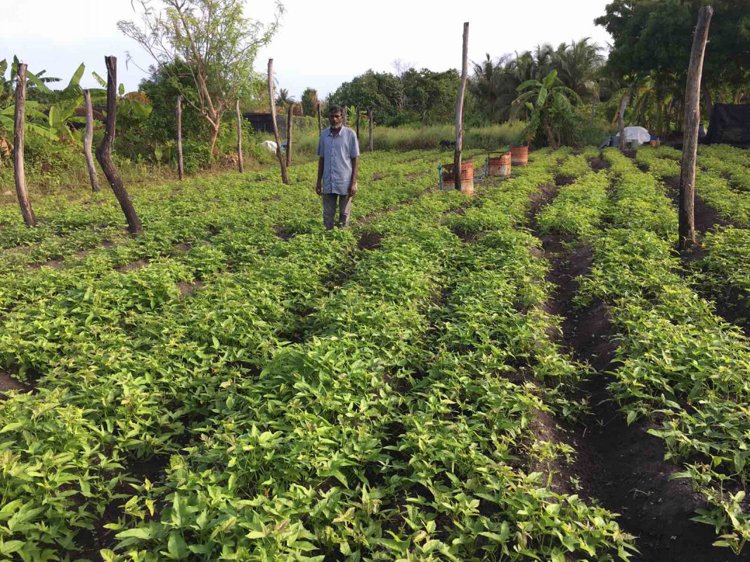 ކޮވިޑް19އާ ގުޅިގެން ދަނޑުވެރިކަން ފުޅާކުރުމަށް ދަނީ ގިނަ މަސައްކަތްތަކެއް ކުރަމުން