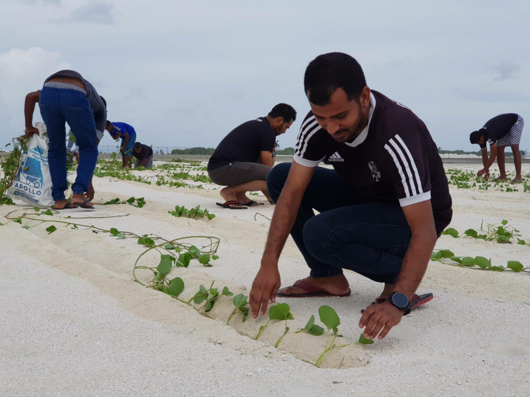 ހޯރަފުށި އެއަރޕޯޓް ފެހިކުރުމަށް ތަނބުރުވެޔޮ އިންދަނީ - ހޯރަފުށި އެއަރޕޯޓު ފެހި ކުރުން، އަހަރުމެން އެންމެންގެ ޒިންމާ" މި ޝިޢާރުގެ ދަށުން ގަސްއިންދުމުގެ ހަރަކާތް ވަރަށް ފޯރިއާއި އެކު ކުރިއަށްދޭ -- ފޮޓޯ: ހޯރަފުށި ކައުންސިލް