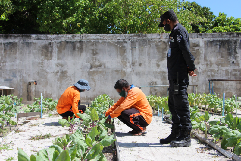 ގައިދީންތަކެއް ގަސް އިިންދަނީ