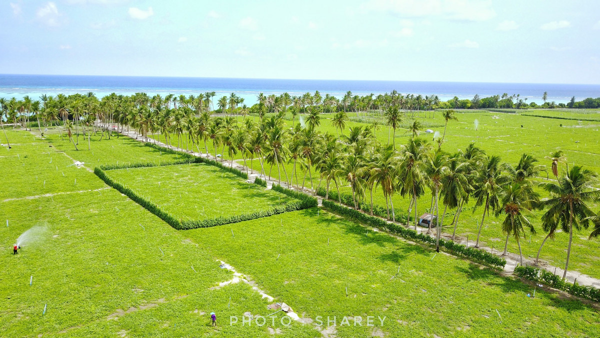 ތޮއްޑޫ ކަރާ ދަނޑުތައް