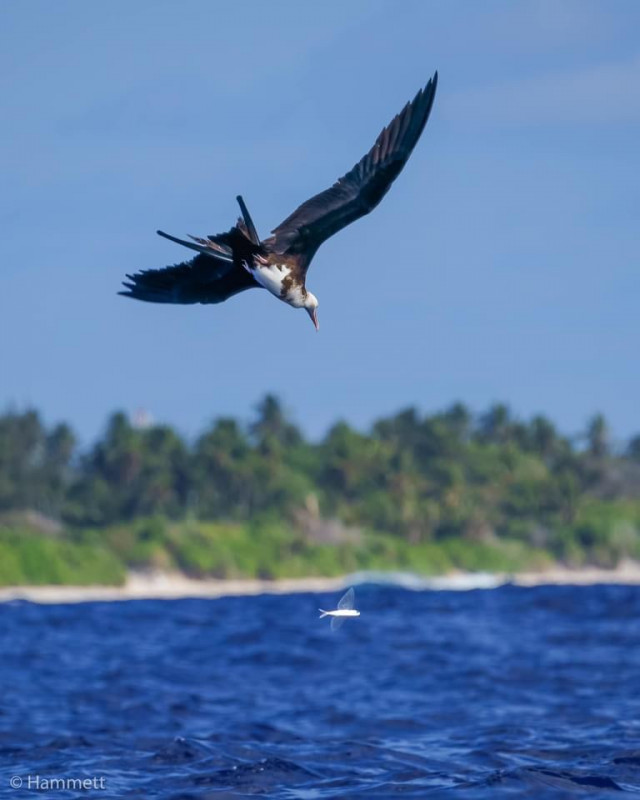 އައްޑޫކަނޑުގައި ހޯރައެއް ފުޅަނގި ޝިކާރަ ކުރަނީ