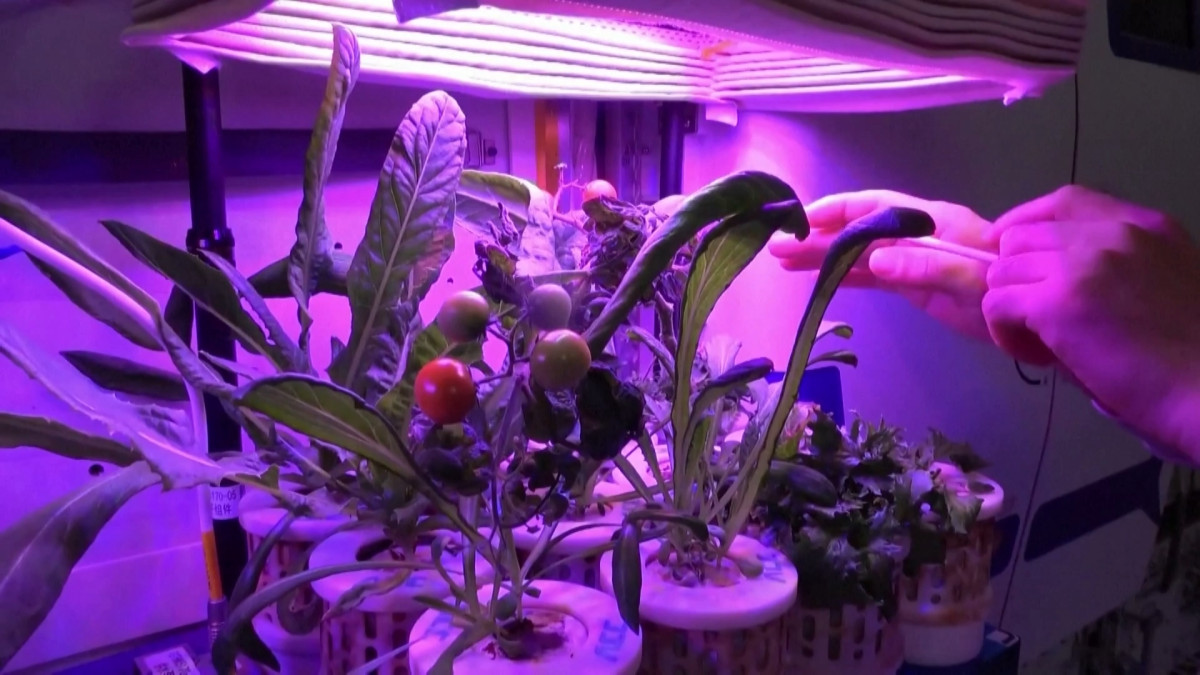 ޖައްވުގައި ހައްދާފައިވާ ތަރުކާރީ