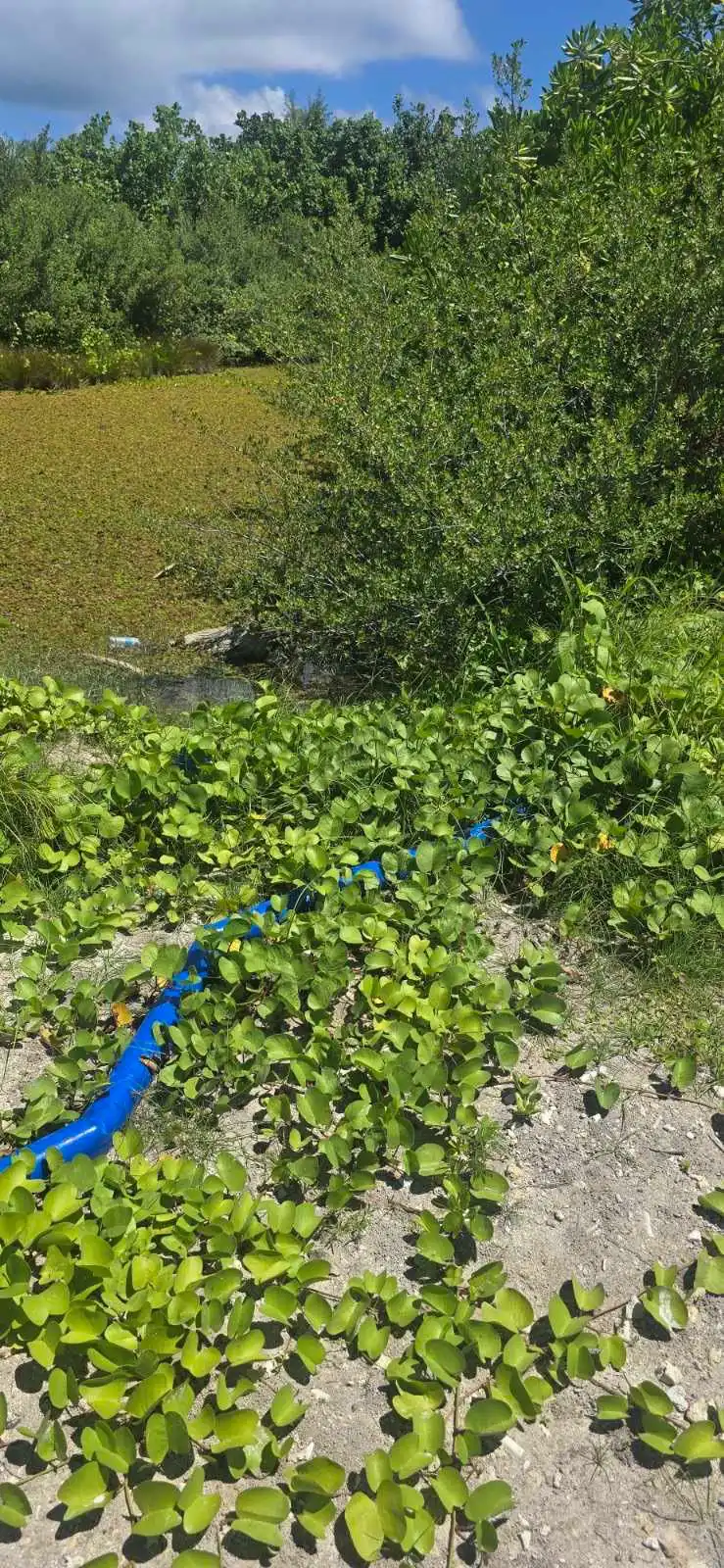 The Thinadhoo Council is investigating the illegal discharge of chemical-laden water and cement runoff into the wetland area located in the southern part of the city, which is causing significant environmental damage.