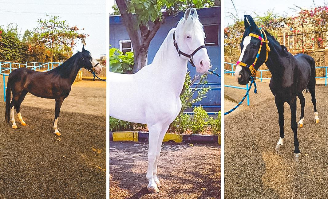 އައްޑޫސިޓީއަށް ގެނެސްފައިވާ އަސްތައް - މި އަސްތައް ބައިތިއްބުމަށް ޚާއްސަ ޖާގަތަކެއް ވަނީ ކަނޑައަޅާފައި