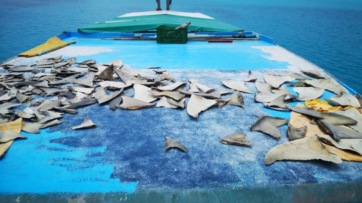 މިޔަރު މަސްވެރިކަން ކުރަނިކޮށް ހިފެހެއްޓި ދޯނިން ފެނުނު ތަކެތި