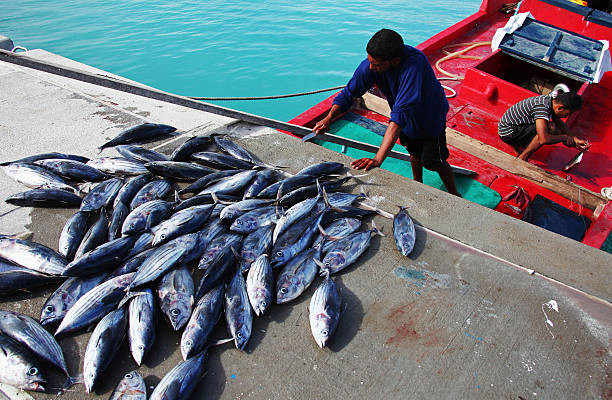 މަހުން ލަފާފައިވާ އޮޑިއަކުން މަސް ބާލަނީ