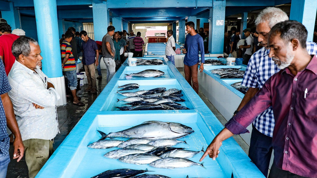 މަސް މާރުކޭޓް - މަސް ގަންނަން ގޮސް ތިބި ބަޔަކު މާރުކޭޓުގައި، އެހެން މަސް މަހާއި އަޅާބަލާއިރު ރޯދަމަހު މަސް ގަންނަންދާ މީހުން އިތުރުކަން ފާހަގަކުރެވޭ - ފޮޓޯ: ރާއްޖެއެމްވީ