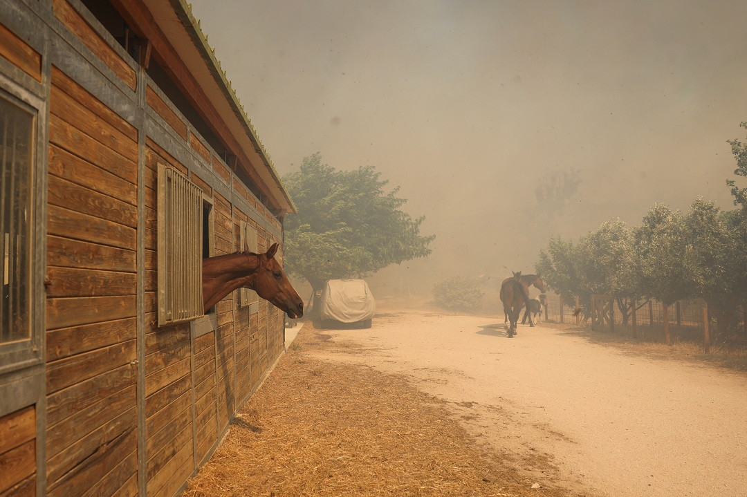 އަލިފާންގަނޑުތަކުގެ އަސަރު، ޖަންގަލިތަކާ ކައިރި ސަރަހައްދުތަކަށް ދަނީ ކުރަމުން - ފޮޓޯ: ރޮއިޓަރސް
