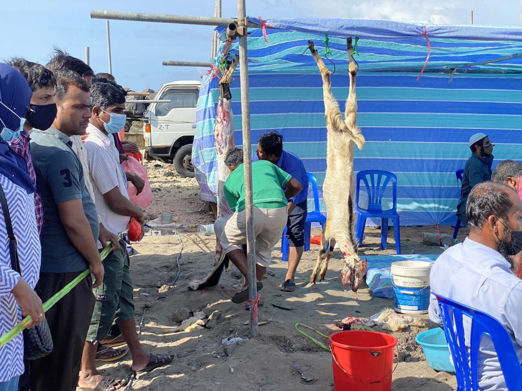 އަޟްޙާ ޢީދު 1442 - އުލްހިޔާ ކަތިލުން، ޢީދު ނަމާދަށް ފަހުގައި އުލްހިޔާ ކަތިލުމުގެ މަސައްކަތް ވަނީ ފަށާފައި - ފޮޓޯ: ރާއްޖެއެމްވީ