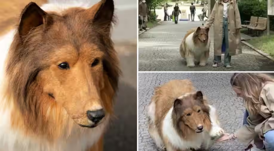 ކުއްތާއަކަށް ބަދަލުވި ޖަޕާނު މީހާ "ޓޯކޯ"